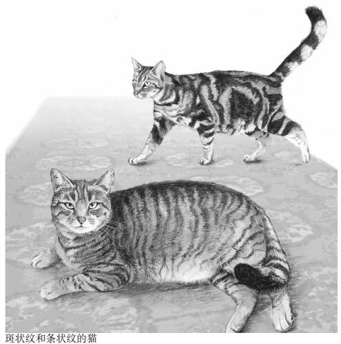 斑状纹和条状纹的猫