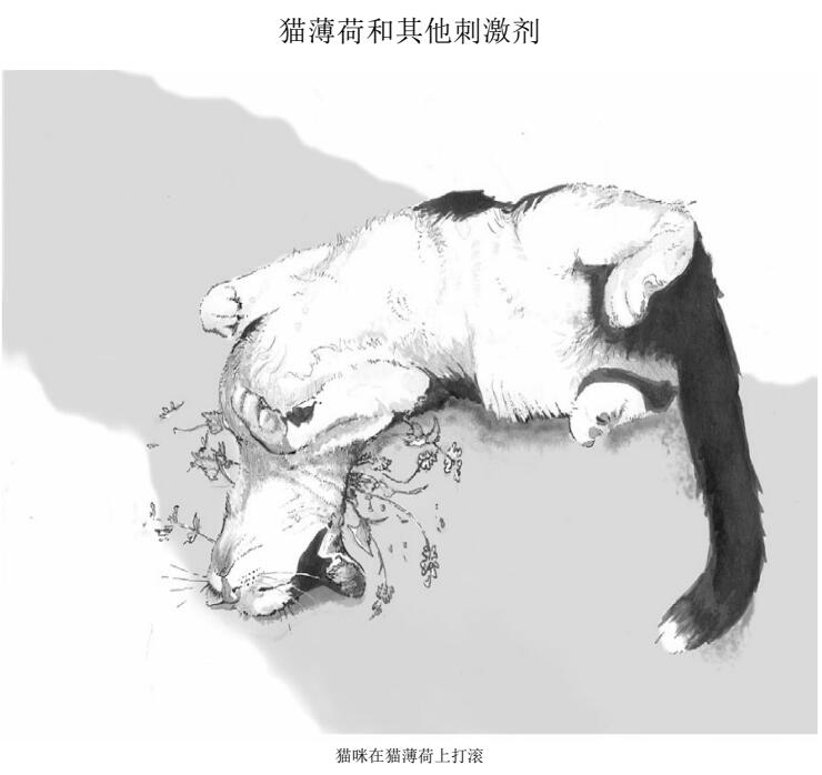 猫咪在猫薄荷上打滚