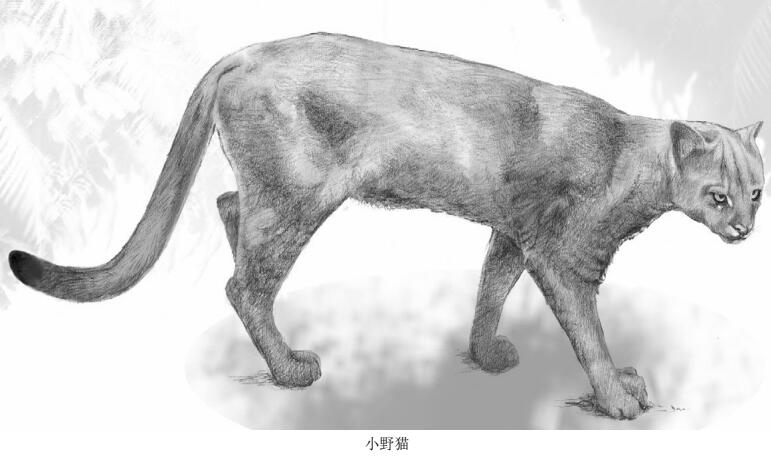 小野猫