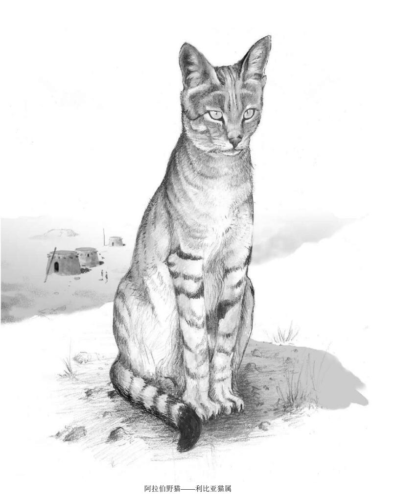 阿拉伯野猫——利比亚猫属